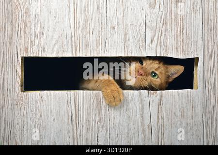 Funny ginger cat looking curious out of a hole in a box. Horizontal image with copy space. Stock Photo