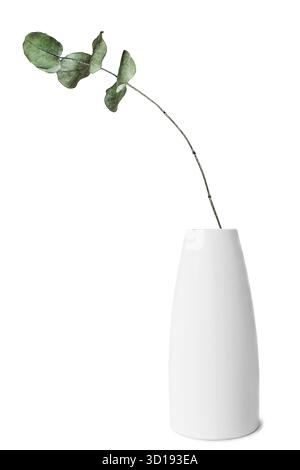 Dry eucalyptus branch in blank white ceramic vase isolated over white Stock Photo