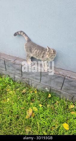 A domestic cat walks down the street, surrounded by green grass. Animals in nature. Domestic animals. Stock Photo