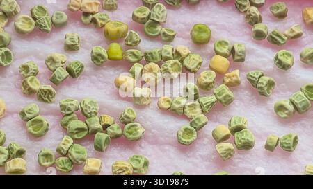Microgreens. Growing Peas at Home. Three-Week Pea Sprouts. Step-by-Step Instructions. Vegan and Healthy Eating Concept. Stock Photo