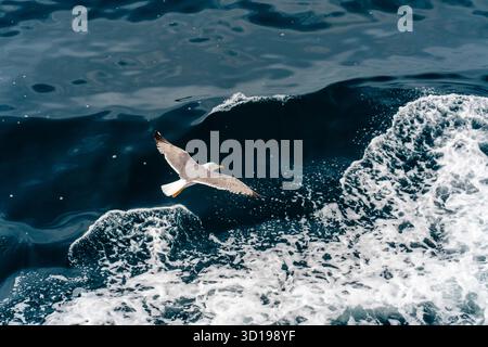 Seagull Soaring Over Ocean Waves Stock Photo