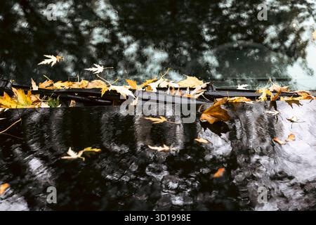 Yellow leaves lying on the windscreen wipers of a car in the rain. Stock Photo