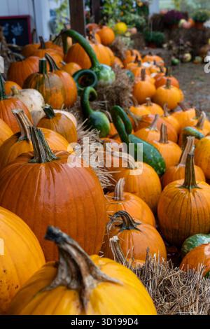 Pumpkins and Gourds on Hay Bales at Autumn Farm Stand Stock Photo