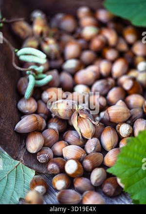 Hazelnuts in their shells arranged in a wooden bowl with green leaves. Perfect autumn harvest scene for natural food and eco lifestyle Stock Photo