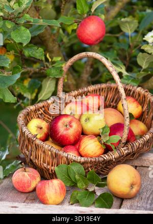 Ripe apples in a woven basket outdoors near an apple tree. Autumn harvest concept representing natural produce, sustainable farming Stock Photo