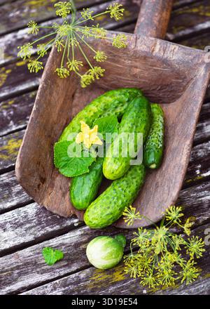 Fresh cucumbers with yellow blossom and dill flowers in a rustic wooden scoop on an old table. Natural organic harvest concept Stock Photo