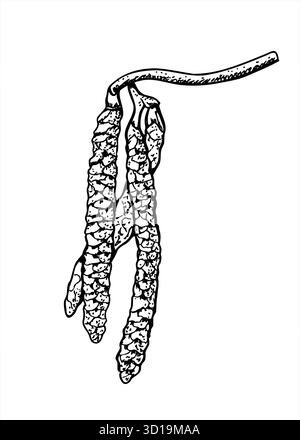Three close catkins on branch vector illustration painted by black inks. Blossom of Hazel, Alder, Birch or Aspen tree etching drawing. Stock Vector