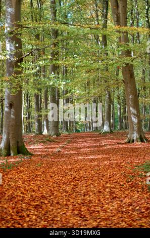 Golden leaves covering the floor, Autumn fall in Blackwood Forest, Hampshire, UK Stock Photo