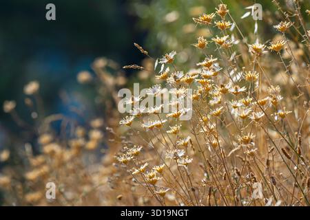 Yellow ragwort forming large clumps with numerous composite flowers that attract bees and butterflies on summer days Stock Photo