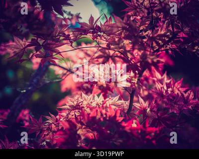Japanese Maple Stock Photo