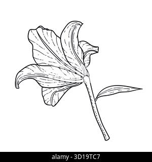 line art black and white flower lily isolated on background. Hand-drawn. design greeting card and invitation of the wedding, birthday Stock Vector
