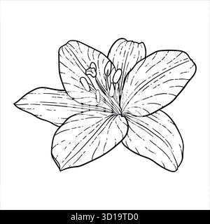 line art black and white flower lily isolated on background. Hand-drawn. design greeting card and invitation of the wedding, birthday Stock Vector
