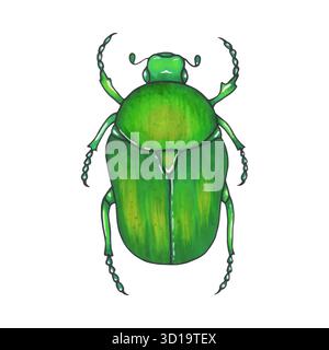 bug bronze. Hand drawn insect illustration, detailed art. Isolated bug on white background Stock Vector