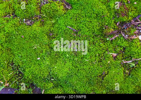 Moss growing through concrete and gravel Stock Photo