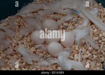 Budgie eggs in a birdhouse, with selective focus highlighting the delicate eggs. Stock Photo