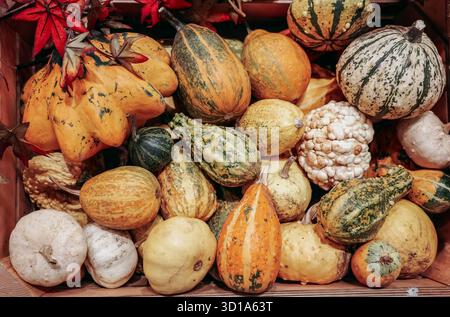 Pile pumpkins of various colors and sizes. Pumpkins are piled on top of each other, creating a colorful and vibrant display. Stock Photo