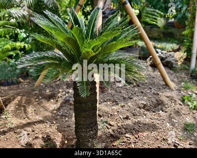 A tropical ornamental plant Cycas revoluta or Sago Palm in garden landscape Stock Photo