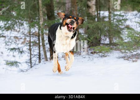 Greater Swiss mountain dog or Sennenhund running and jumping through snow in forest, ears flying, mouth open. Captures playful winter energy Stock Photo