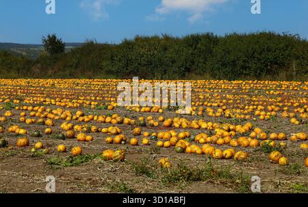 Field of ripe pumpkins growing, ready to harvest in autumn season, high angle view Stock Photo