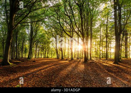 Amazing autumn forest with dawn sunrise sunrays coming through the woodland trees. Long tree trunk shadows cover the golden fallen leaves landscape Stock Photo