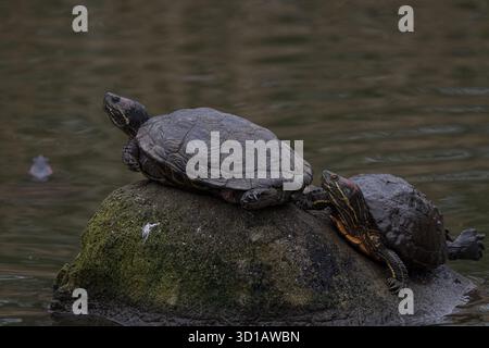 Two Turtles Resting on Rock Stock Photo