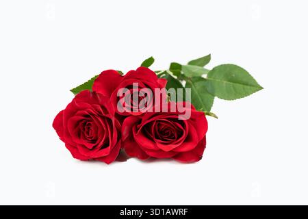 Three red roses. Red rose isolated on white background. Stock Photo
