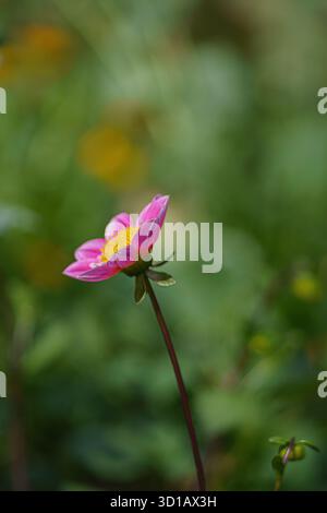 Solitary Bloom: Pink Flower with Yellow Heart in Bokeh Field Stock Photo