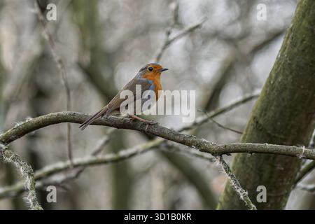 Robin Perched on Lichen-Covered Winter Branch Stock Photo