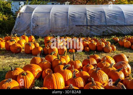 Pumpkins in a pumpkin patch Stock Photo