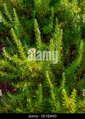 Rosemary (Salvia rosmarinus) an aromatic, evergreen Mediterranean shrub with needle-like leaves and small blue or purple flowers. Stock Photo