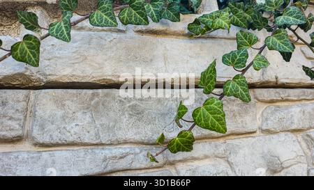 A fence or concrete wall, natural texture. Ivy climbs over the concrete surface. Light background. Shadows. Stock Photo