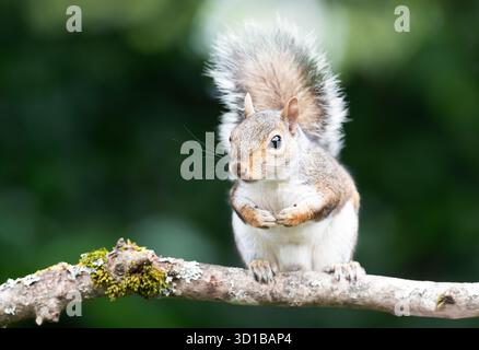 Close-up of a cute curious young grey squirrel standing on a tree branch, UK. Stock Photo