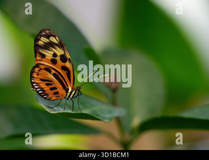 Tiger Longwing butterfly (heliconius ismenius) resting on a garden leaf. Natural green background with copy space Stock Photo