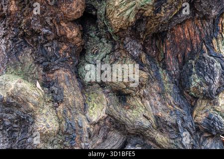 Closeup of the bark of an ancient 17c sweet chestnut tree (Castanea sativa) in the medieval deer park at Brampton Bryan, Herefordshire, UK Stock Photo