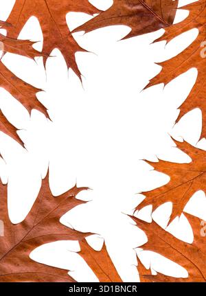 Scanner image of autumn leaves of the red oak (Quercus rubra) isolated on white arranged as a border. Stock Photo