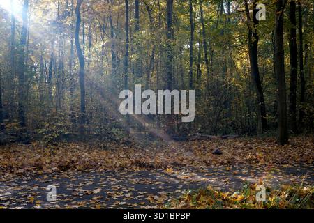 Golden rays filter through leaves, casting a warm glow on the forest floor. Stock Photo