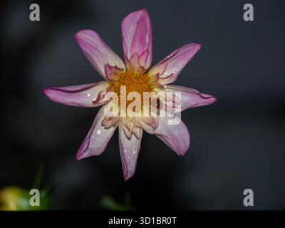 Harlequin Ladybird sheltering from rain on a beautifully freesh Dahlia "Fancy Pants" variety. Stock Photo