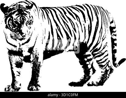 Tiger Stock Vector