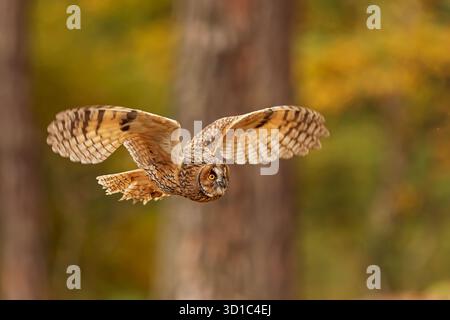 female The Bengal eagle-owl (Bubo bengalensis), also widely known as the Indian eagle-owl or rock eagle-owl in flight in the forest Stock Photo