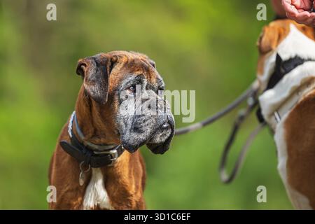The Boxer is a medium to large, short-haired dog breed of mastiff-type, developed in Germany. Stock Photo