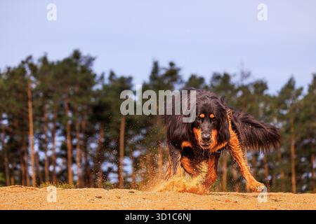 black and gold Hovie dog hovawart running through the sand Stock Photo