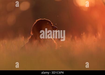 black and gold Hovie dog hovawart head portrait with backlight in red sunset Stock Photo