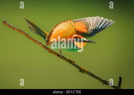 male The European bee-eater (Merops apiaster) ready to take off Stock Photo