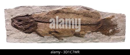 Bowfin fish (Amia sp.), fossil specimen, North America Stock Photo