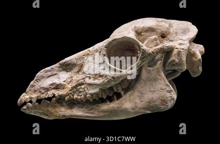 Early camel (Poebrotherium wilsoni), Late Eocene Epoch (35 million years ago), White River Formation, Nebraska, USA Stock Photo