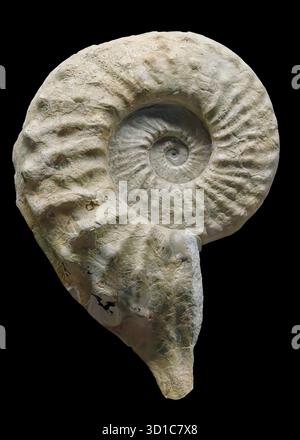Finned ammonite (Mortoniceras drakei), Early Cretaceous Period (105 million years ago), Duck Creek Formation, Pecos County, Texas, USA Stock Photo
