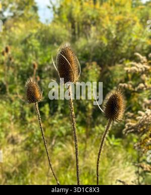 Three Wild Teasel Heads in Autumn. Blurred green background. Stock Photo