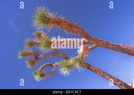Close up of desert tree branches with spiky green leaves against deep blue sky in arid landscape during daylight showing nature texture and resilience Stock Photo
