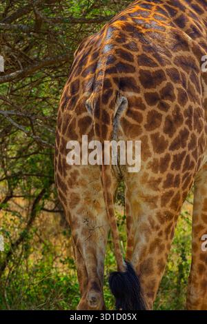 A giraffe in Tanzania's Serengeti National Park is seen from behind, showcasing its unique spotted pattern and tail. Stock Photo