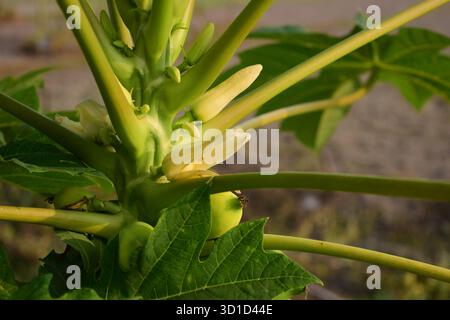 Female Papaya Flower - Nature’s Symbol of Fertility and Fruit Bearing Beauty Stock Photo